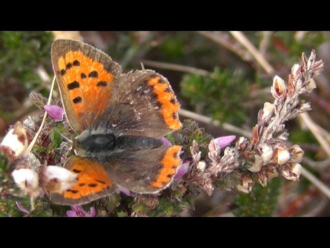 Small Copper Butterfly - Butterflies in Cornwall