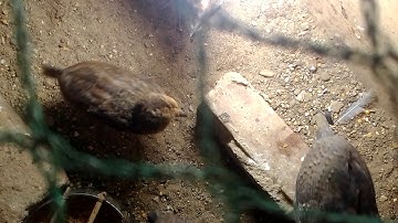 Gà rừng con f1 2020 || me nyuam qaib qus txuam 1