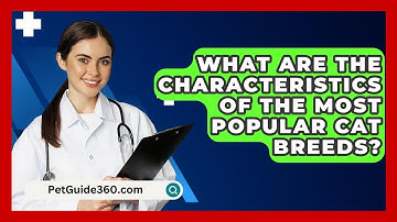 What Are the Characteristics of the Most Popular Cat Breeds? - PetGuide360.com