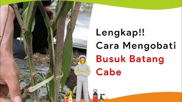 Cara Lengkap Mengobati dan Memulihkan Penyakit Busuk Batang Parah