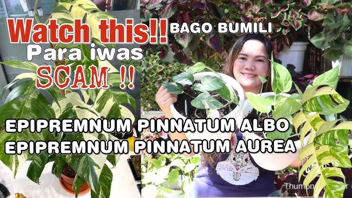 EP. PINNATUM AUREA VS EP. PINNATUM ALBO: ANO DAPAT BILHIN NINYO