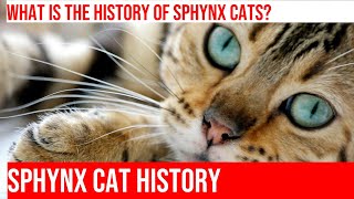 The History of the Sphynx Cat Breed
