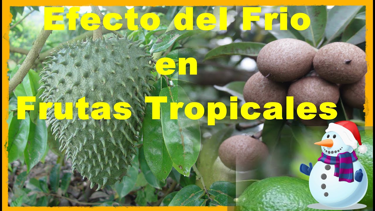 Cultivo de frutas tropicales con climas fríos - YouTube