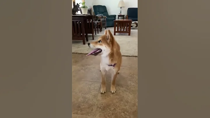 Training with 4 mo old puppy