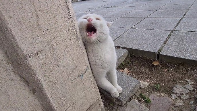 angry-okapi831: cute white cat