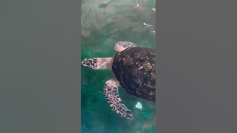 Giant Turtle..#tortoise#turtle #turtles #turtledoves#turtlepet #turtledoves#turtleneck #turtleisland