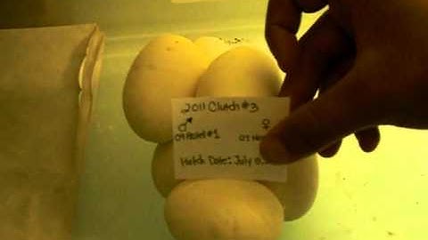 2011 Ball Python Clutch #3