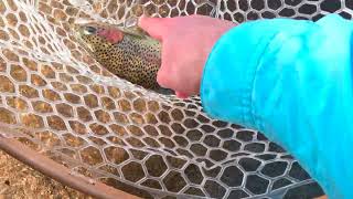 How To Identify A Wild Trout - Kern River Rainbow by Road and Reel 323 views 3 months ago 1 minute, 24 seconds