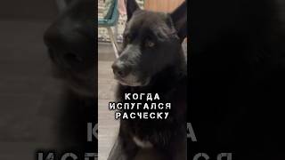 Напуганный волкособ #собака #волк #волкособ