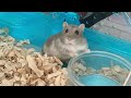 ご飯が入ってなかった時のハムスターの反応【こんぺいマーチ】There was no food on the hamster plate.