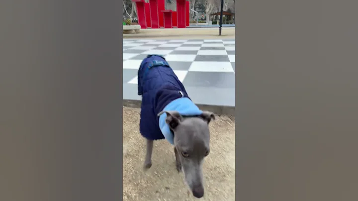 WHIPPET. HE CAN BE SLOW 🤣 #dog #shorts #whippetsofinstagram #speed #walking #dogtracking #dogsport