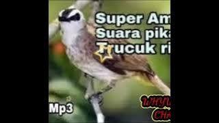 Suara pikat burung trucukan ribut durasi panjang