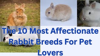 The 10 Most Affectionate Rabbit Breeds For Pet Lovers / 10  Affectionate Rabbit Breeds in the World