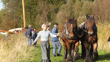 Exceptional spectacle: draft horses pulling boats