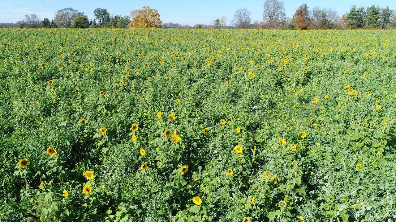 Sunflowers in Cover Crops YouTube