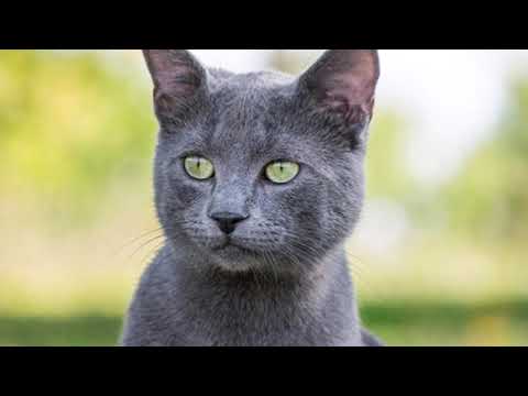 Vídeo: Gato Azul Russo: Características De Raça