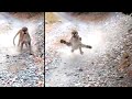 Hiker Gets Too Close To Cougar's Baby