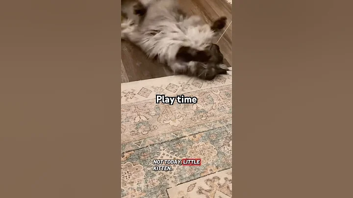 Video 11869461: mainecoon kitten, cat playing