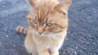 Рыжий уличный кот - не легкая жизнь на улице... Рыжий уличный кот - не легкая жизнь на улице...