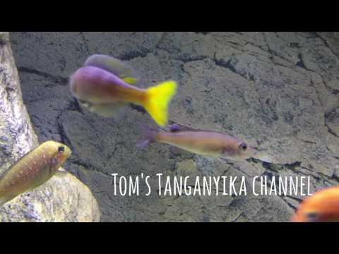 Cyprichromis leptosoma Utinta "fluorescent" wild - spawning HD