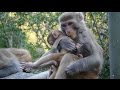 Investigative videography : The mind of a monkey baby kidnapper