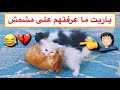 القط مشمش و القطط الصغيره صاروا اصدقاء 😍❤️ / Mohamed Vlog