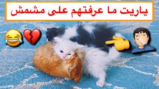 القط مشمش و القطط الصغيره صاروا اصدقاء ❤ / Mohamed Vlog