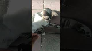 पिल्लू आणि चावी 🐈⬛🔑 #मांजरप्रेमी #catlover #kittens #adorable #cuteanimal #catcontent #meow #purr