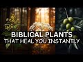 20 Biblical Plants That Will Heal You Instantly