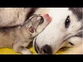 Cute Husky Dogs That will Brighten Up Your Day - Funny and Cute Husky Puppy Compilation