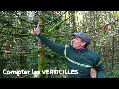 Vidéo: Vieux ou jeune : comment déterminer l'âge d'un arbre ?