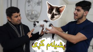 Surprised Family With A Cat پشیلەم بۆ ماڵەوە کڕی