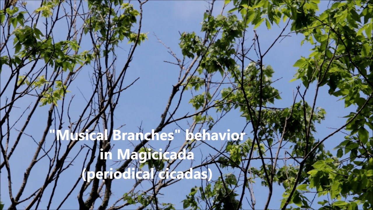 Musical Branches behavior in Magicicada cassini