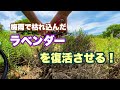 【蒸れたラベンダー剪定】梅雨で枯れこんだラベンダーを復活させる強剪定・対処法紹介!