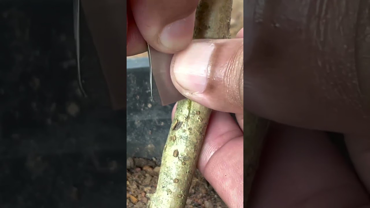 Mulberry Bud Grafting Made Simple EP315