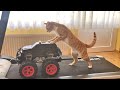 Cat Riding A Monster Truck On A Treadmill !!