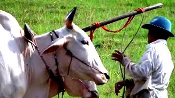 Đi cho thấy quê hương : Một sáng mùa đông nơi quê nhà ta đó (Tri Tôn, An Giang)