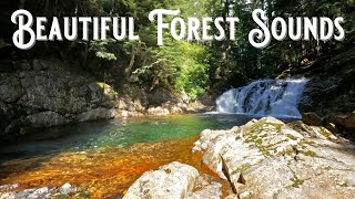 Beautiful Forest Sounds, Forest Birds Chirping, Babbling Brook, Nature Sounds, Forest Sounds