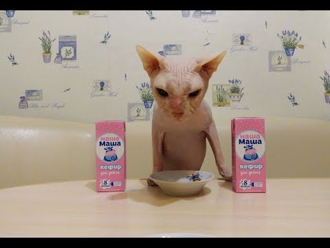 кефир кошке кисломолочные продукты кошкам. Yogurt for cats