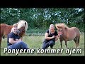 Ponyerne kommer hjem