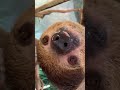 Sloth Bleps and Blinks