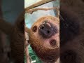 Sloth Bleps and Blinks