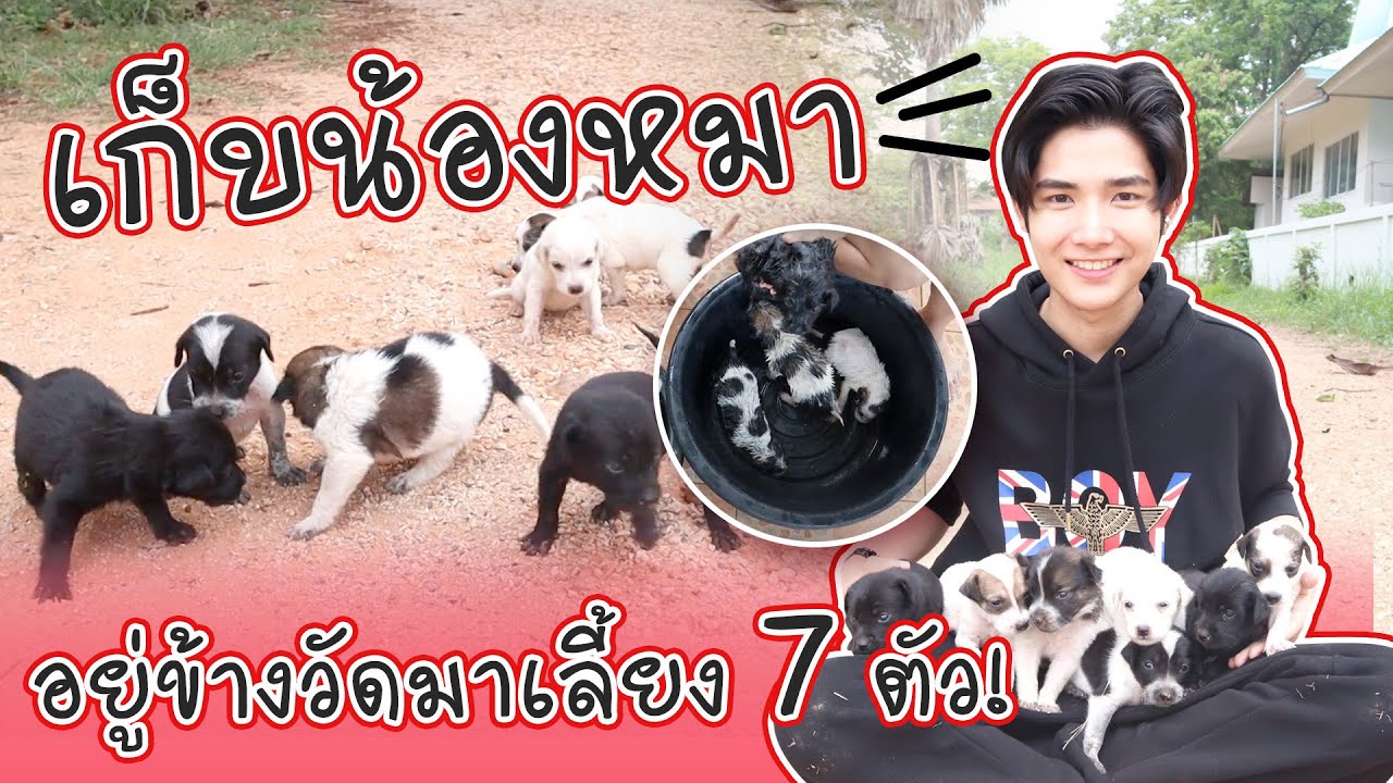 หมา บ้าน ๆ  New Update  เก็บหมาอยู่ข้างวัดมาเลี้ยง 7 ตัว! ไหวไหม?