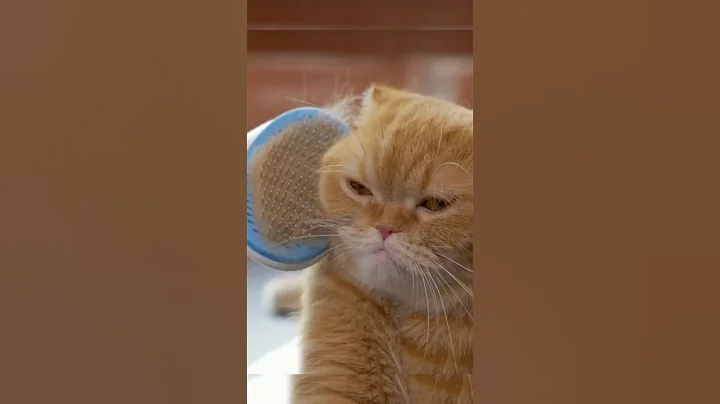 Watch the video about Fakta Unik Kucing Birman #facts #fyp #trending #viral #tiktok #fakta #faktaunik #kucing