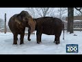 Little Rock Zoo animals react in snowstorm of 2021