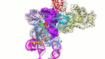 3-D structure of telomerase’s catalytic core