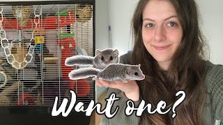 WANT MICROSQUIRRELS? | Watch this first! (Does an African pygmy dormouse make a good pet?)