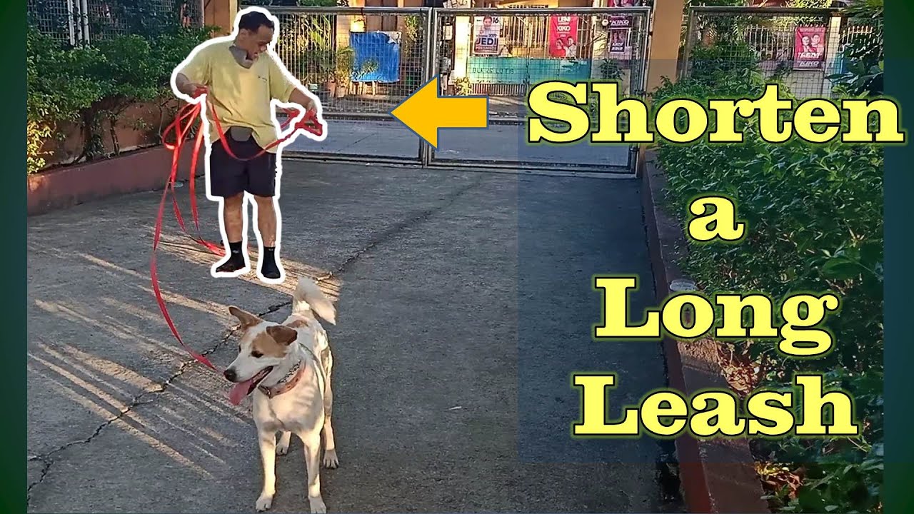 How to Shorten a Long Leash for Recall Training