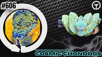 Green Tree Python Incubation 101 w/ Stephen Saltzman of Cosmic Chondros | Elite Trap Talk Live
