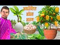 Unique Growing Mango With Aloe Veera Eggs Hindi Kahaniya Stories Moral Stories Funny Comedy Video